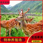 梅花鹿幼崽出售一对一只多少钱人工养殖活活体活物技术小鹿苗宠物