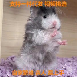 长毛熊金丝熊纯银熊眼线蜜色波利西施熊家养仓鼠熊温顺大仓鼠