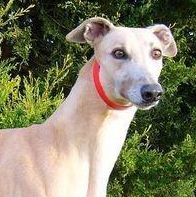 格力犬头部