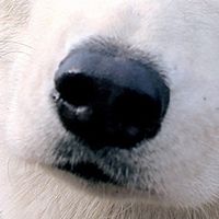哈士奇鼻子