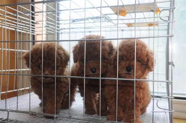 成都什么地方有卖泰迪熊幼犬,泰迪成都什么地方有卖 psb (27).jpg