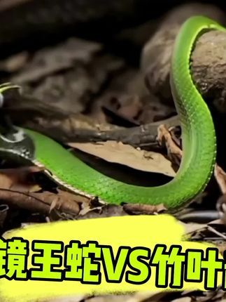 #眼镜王蛇VS竹叶青蛇#中国两大毒蛇对决##蛇中之王