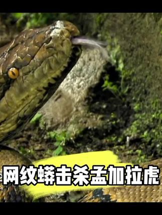 #网纹蟒击杀孟加拉虎#世界上最长蛇类#精彩龙虎斗