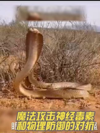 #黄金眼镜蛇#魔法攻击#捕食与被捕食对抗第二季
