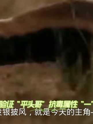 #鼓腹咝蝰VS平头哥#对抗血循环和细胞毒素#毒死成年犀牛的剧毒蛇