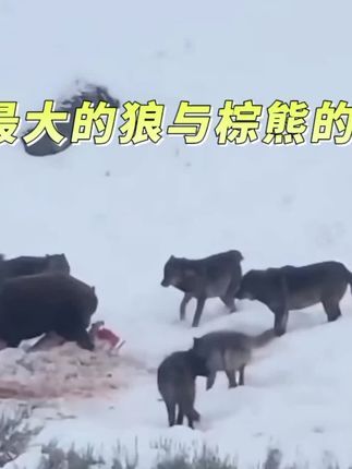 #世界上最大的犬科北美灰狼#对抗棕熊#唯一可以对抗大型猫科动物的犬科动物