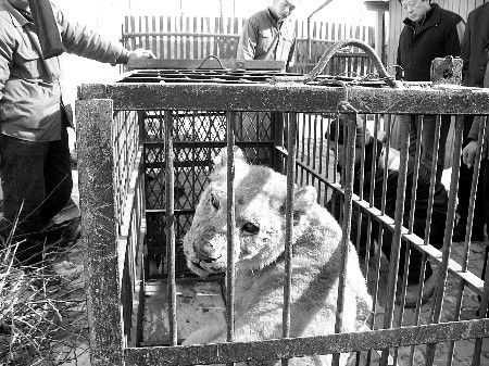 狮子竟当宠物养一月三地躲猫猫