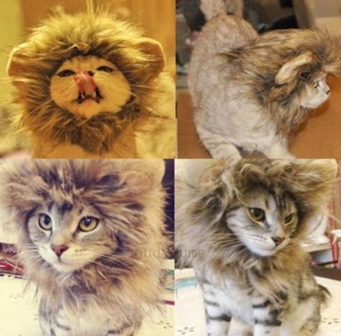 cat 2