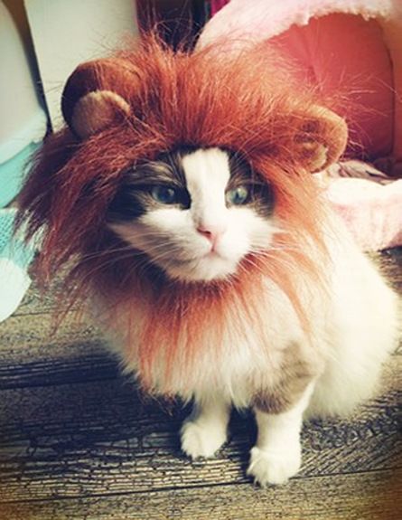 cat_db