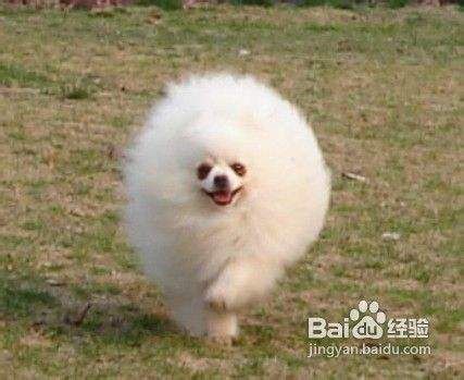 怎么喂养博美犬
