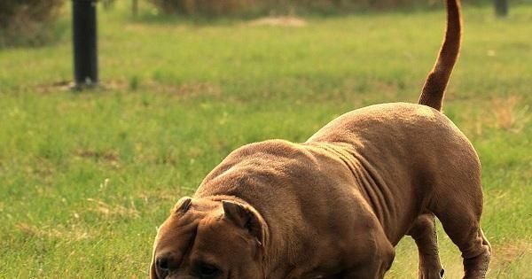 中亚牧羊犬的咬人问题（探究背后的原因和解决方法）