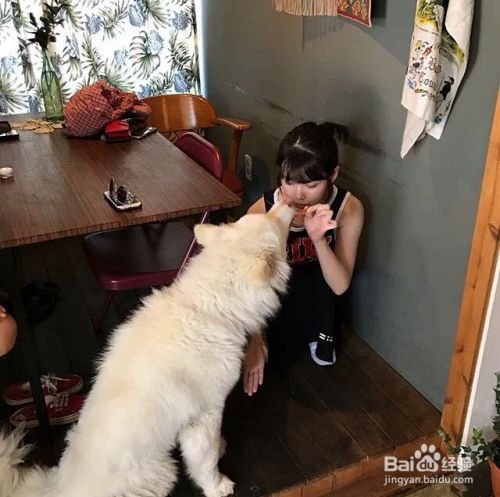狗狗坐立动作怎么训练