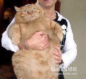 肥胖对猫咪的危害