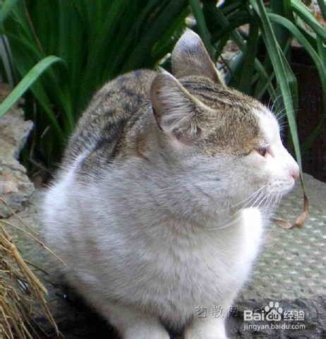 肥胖对猫咪的危害