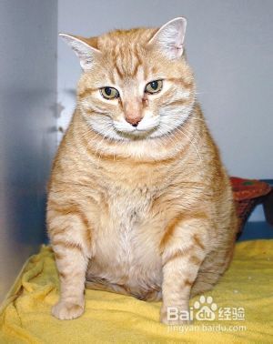 肥胖对猫咪的危害