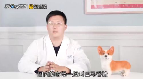 买小香猪应该注意什么