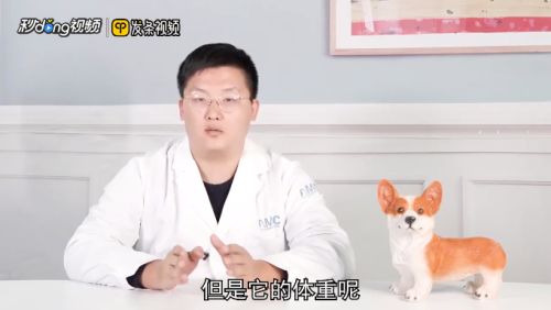 买小香猪应该注意什么