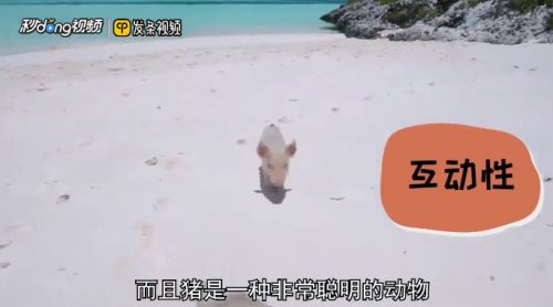 买小香猪应该注意什么