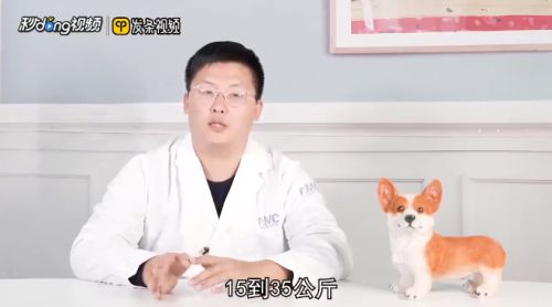买小香猪应该注意什么