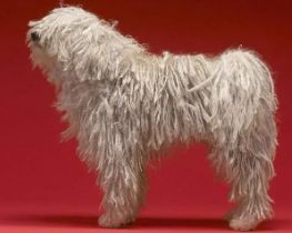 可蒙犬怎么训练召回？饲主来看看吧