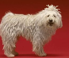 可蒙犬怎么训练召回？饲主来看看吧