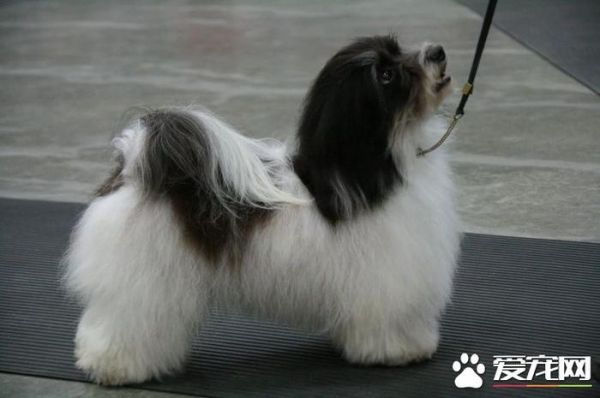 哈威那犬跑步速度 哈威那犬跑步速度如何