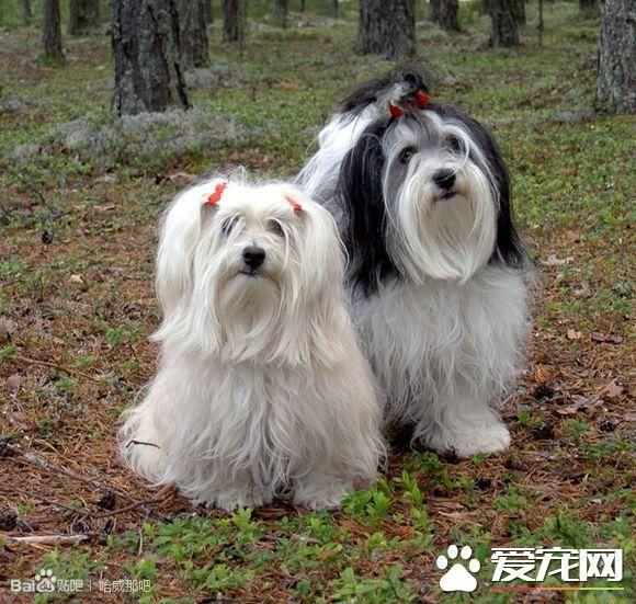 哈威那犬跑步速度 哈威那犬跑步速度如何