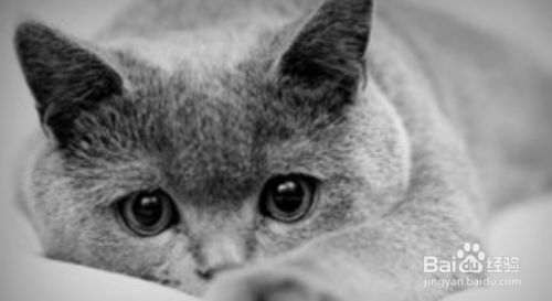 怎样把猫咪养好？