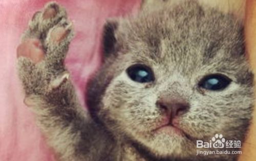 怎样把猫咪养好？
