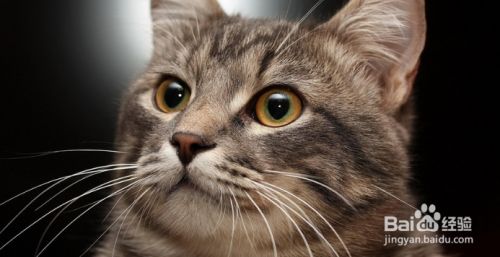 怎样把猫咪养好？