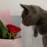 浆果芝麻糊