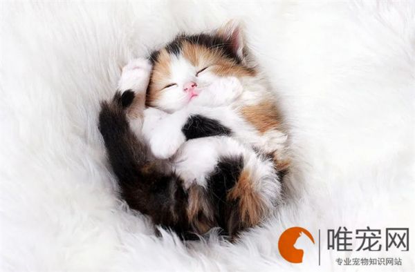 猫把主人的腿当猫抓板是为什么 认主的表现有哪些