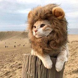 咪贝萌 猫咪狮子头套猫帽子可爱搞怪宠物拍照道具小狗狗装扮服饰装饰品