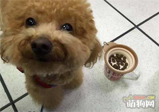 宠物营养师提出了狗狗的5个饮食建议，原来我一直都喂错了啊！