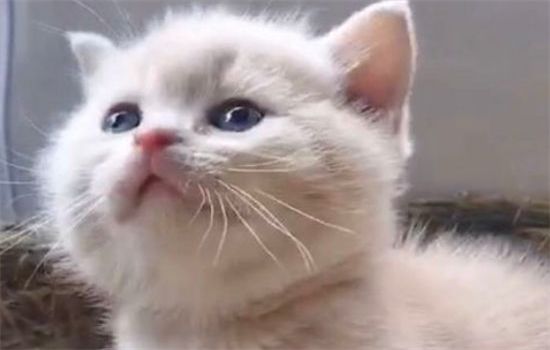 ​宠物猫怎么训练听话