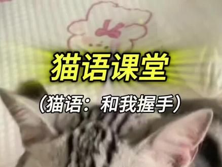 和猫咪握手 播放这个音频看你家猫咪会不会和你握手#猫语十级 #猫语 #猫语翻译器 #怎么训练猫猫握手 #新手养猫