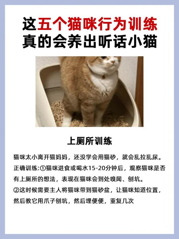 这五个猫咪行为训练，真的会养出听话小猫。#养猫经验分享 #科学养猫 #养猫须知 #新手养猫 #养宠小百科
