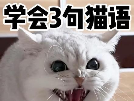 骂得好脏‼️学会这3句猫语才能正确骂到猫～#养猫经验分享 #养猫人 #科学养宠攻略 #我和我的猫 #新手养猫