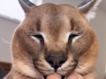 猛兽秒变乖宝宝！为什么猫科动物都爱吸手指呢？ #科普一下 #涨知识 #神奇动物在抖音 #猫咪 #动物的迷惑行为