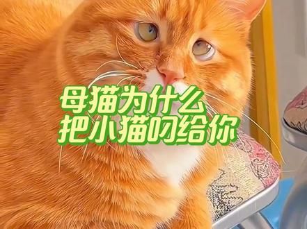 母猫为什么把小猫叼给你？ #猫咪知识 #猫咪 #新手养猫