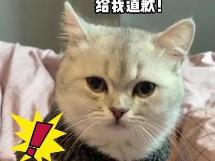 不小心踩到猫脚，说对不起没用！#宠物知识 #踩到猫怎么办 #猫咪行为学 #不小心踩到猫 #新手养猫 