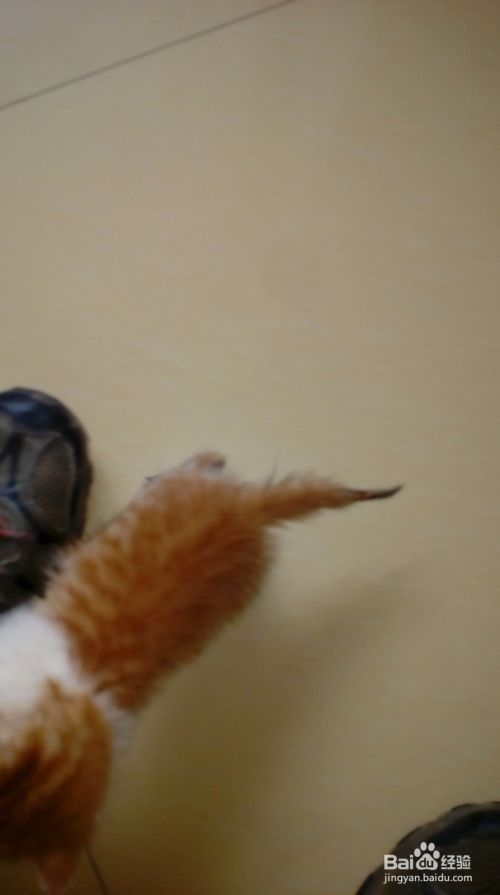训练小猫必须要有一颗恒心和爱心