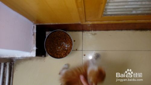 训练小猫必须要有一颗恒心和爱心