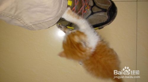 训练小猫必须要有一颗恒心和爱心