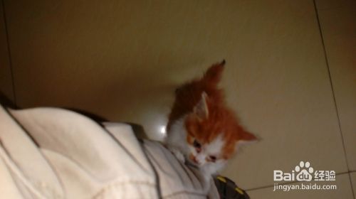 训练小猫必须要有一颗恒心和爱心