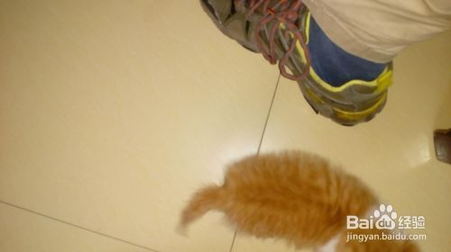 训练小猫必须要有一颗恒心和爱心