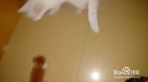 训练小猫必须要有一颗恒心和爱心