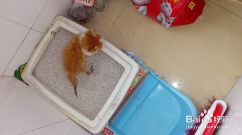 训练小猫必须要有一颗恒心和爱心