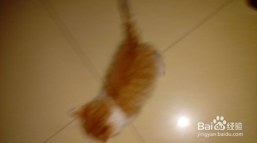 训练小猫必须要有一颗恒心和爱心