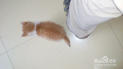 训练小猫必须要有一颗恒心和爱心